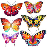 Fototapeta Motyle - beautiful butterflies, set,watercolor,isolated on a white