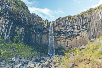 Wall Mural - Svartifoss Waterfall in Iceland