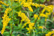 Macro Closeup Of Many Open Yellow Goldenrod Flowers In Virginia