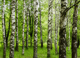 Fototapeta Las - Forest view with birch trees and green grass on a spring summer day nature background outdoor park concept  scenery