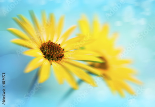 macro de flores amarillas con desenfoque del fondo