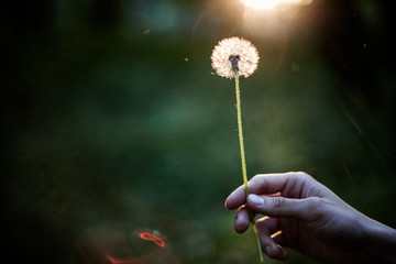 Dandelion in hand