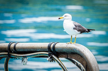 A Heuglin Seagull Black White Color Bird With Stand In Iron Rail Magnesium,blue Sea Water Background