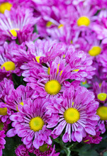 Purple Chrysanthemums Daisy Flower