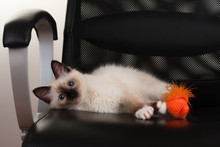 A Seal Point Birman Cat, 4 Month Old Kitten, Male With Blue Eyes Is Lying On The  Office Chair With Toy