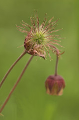 Wall Mural - Water Avens (gerum rivale) flower heads