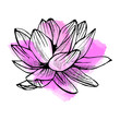 Hand drawn lotus on watercolor background in a sketch style. Floral collection.