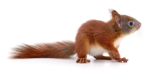 Eurasian red squirrel.