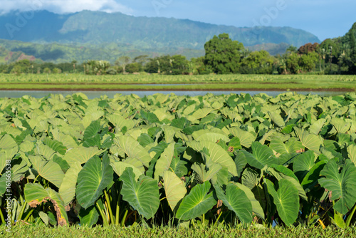 Taro plants. Taro plants in Hanalei Valley in Kauai