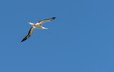 Fototapeta Zwierzęta - Red footed booby gull flying above Kilauea point Kauai
