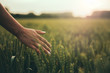 © Ben Read - Female hand brushes barley in warm light