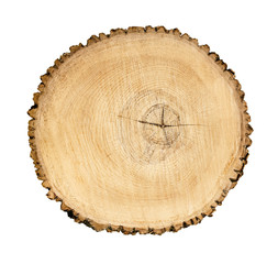 Smooth cross section of brown tree stump slice. Annual rings on large piece of wood cut fresh from the forest with cracks and grain isolated on white.