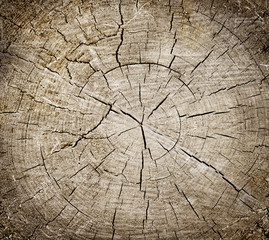 Wall Mural - large circular piece of wood cross section with tree ring texture pattern and cracks isolated on whi