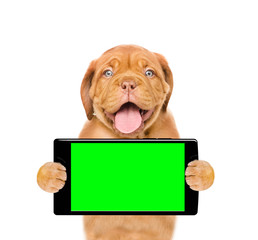 Poster - Funny puppy with smartphone. Isolated on white background