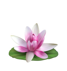 Wall Mural - Water Lily, Nenuphar, Spatter-dock, Pink Lotus on Green Leaf. Flower Isolated