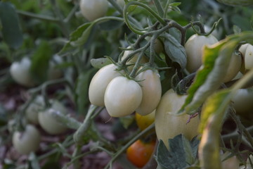 Wall Mural - Garden Tomatoes