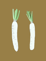 Wall Mural - White daikon radish , sketch vector.