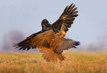 Western Marsh Harrier And Common Raven Fight With Each Other In Air With Spreaded Wings
