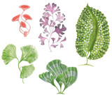 Watercolor painting seaweed collection