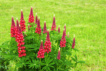 Red Flowers Lupines Flowering On A Flowerbed In A Garden.