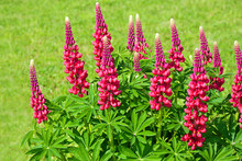 Red Flowers Lupines Flowering On A Flowerbed In A Garden