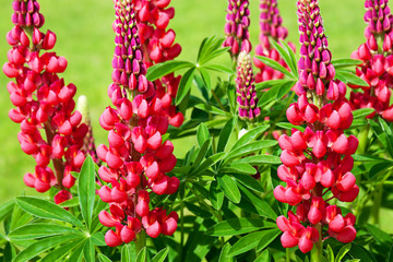 Wall Mural - red flowers lupines flowering on a flowerbed in a garden