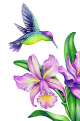 Wall Mural - watercolor illustration, exotic nature, flying humming bird, tropical orchid flower, green leaves, isolated on white background