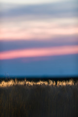 Wall Mural - Wheat field in sunset night