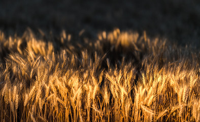 Wall Mural - Wheat field in sunset night