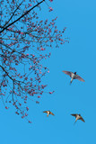 Spring flowering branches with flying barn swallows