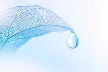 Beautiful Drop Of Pure Water On A Transparent Leaf On A Light Blue Background Close-up Macro. The Concept For Ecology And Environmental Protection.