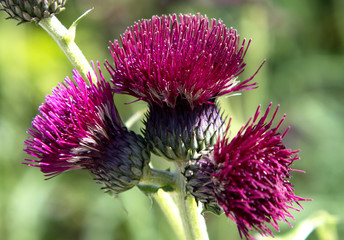 purple thistle