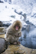 © Raymond Patrick - Japanese macaque sitting on stone by snowy pool