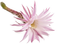 Beautiful Soft Pink Cactus Flower, Isolated On White Background
