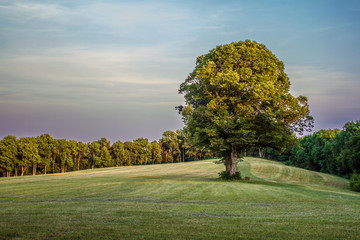 einsamer Baum abends auf den Dreifaltigkeitsberg bei Spaichingen