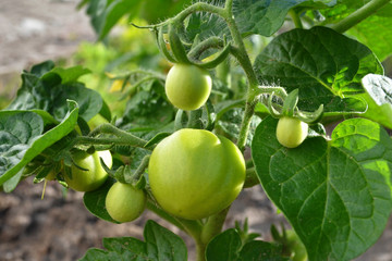 Wall Mural - unripe tomatoes