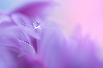 Wall Mural - the seed of a dandelion with water drop on purple flower. macro dandelions on a beautiful background