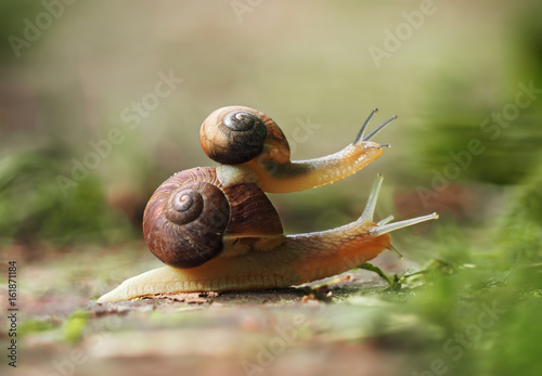 Plakat Ślimaki czołgają się na ziemi mały ślimak siedzi na duże patrząc w górę