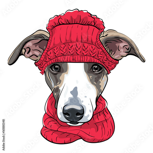 Fotografie, Obraz Dog breed Italian Greyhound in warm winter red knitted hat and scarf isolated on