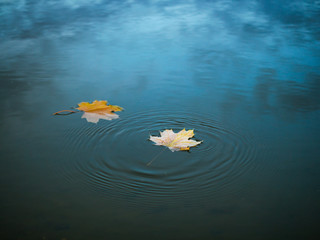  Leaves on the water