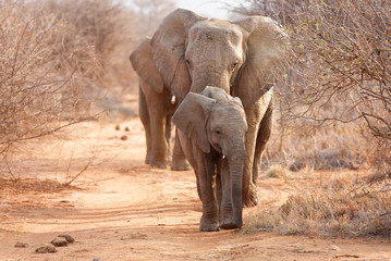 Animals in Madikwe South Africa