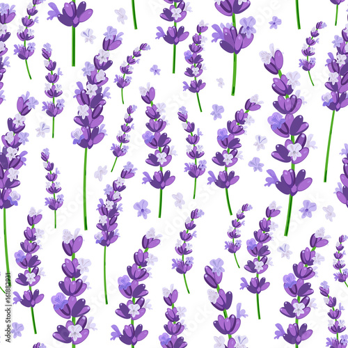Cuadros en Lienzo Seamless pattern of provence violet lavender flowers on a white background