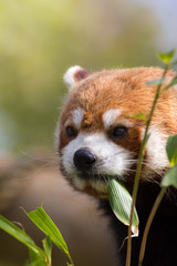 Wall Mural - Red panda eating bamboo shoots. Cute animal image with copy space.