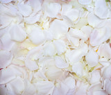 Fototapeta Tulipany - Background of beautiful white rose petals