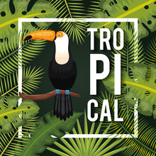 Toucan And Tropical Leaves With White Frame Vector Illustration