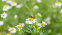 Ladybug On Daisy