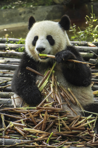 Plakat Panda jedzenia bambusa w centrum badań Panda, Chengdu, Chiny