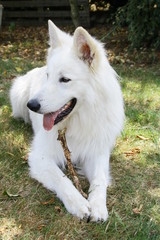 Wall Mural - chien berger suisse blanc mangeant un bout de bois