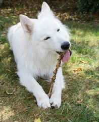 Wall Mural - chien berger suisse blanc mangeant un bout de bois