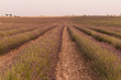 Campos de lavanda.